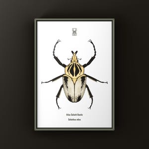 Goliath Beetle Taxidermy - Etsy
