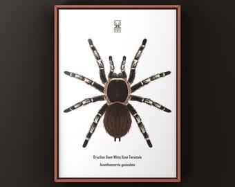 Brazilian Giant White Knee Tarantula Art Print, Acanthoscurria Geniculata Biological Illustration, Natural Wall Decor