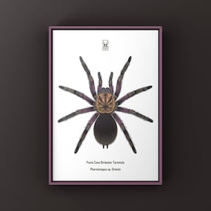 May include: A framed print featuring a detailed illustration of a Punta Cana Birdeater Tarantula. The spider is depicted with a dark body, tan head, and purple legs. The print includes the scientific name and is set against a white background.