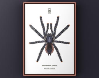 Lámina artística de tarántula peruana de patas rosadas, ilustración biológica de Avicularia juruensis, decoración de pared natural