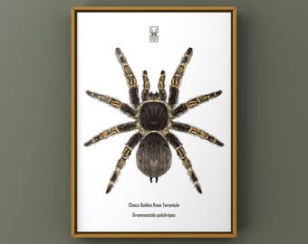 Chaco Golden Knee Tarantula Art Print, Grammostola Pulchripes Biological Illustration, Natural Wall Decor