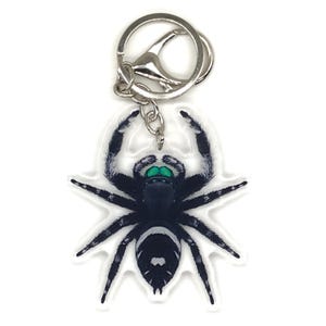 Regal Jumping Spider Keychain, Phidippus Regis (Male) Acrylic Accessory, Bug Lover Gift