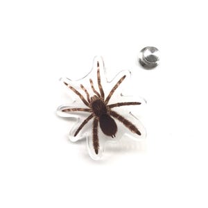 Broche de acrílico de tarântula-babuíno de pernas robustas, Eucratocelus pachypus, broche de acrílico transparente de 3,8 cm (1,5 polegadas), broche de aranha à prova d'água.