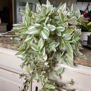 Tradescantia Pistachio White NOT rooted cuttings