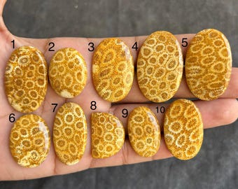 Cabochon van fossiel koraal • Geagatiseerde edelsteen voor het maken van sieraden