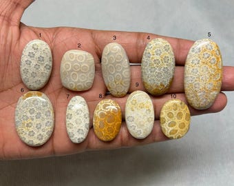 Fossil Coral Cabochon • Natural Gemstone for Jewelry Making