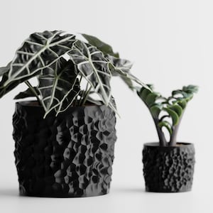 Può includere: Due vasi in ceramica nera strutturata, uno grande e uno piccolo, ciascuno con una diversa pianta da interno. Il vaso più grande ha grandi foglie verde scuro con venature bianche. Il vaso più piccolo ha foglie verdi più piccole.