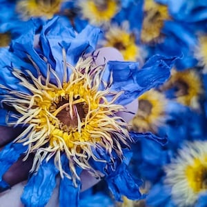 Organic Blue Lotus Flowers | Nymphaea Caerulea | Dried Blue Lily from Ceylon | Egyptian Lotus | Sacred Water Lily |FREE SHIPPING