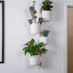 May include: A wall-mounted plant holder featuring four white ceramic pots, each containing a different variety of green plant. The pots are affixed to a wooden, ladder-style structure. The arrangement is set against a white wall.