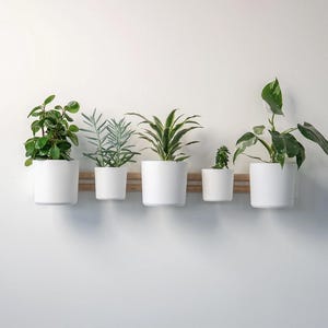 May include: Five white plant pots, each holding a different green plant, are arranged on a light brown wooden shelf against a white wall. The plants and pots create a minimalist, modern display. The shelf is mounted on the wall.