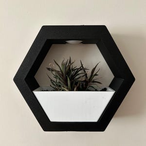 May include: A black, hexagonal wall planter with a white interior, holding a small succulent plant. The planter has a textured finish and is mounted on a light-coloured wall. The plant has dark green and reddish-brown leaves.