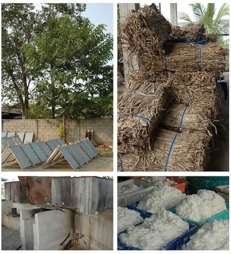 May include: A collage of images showing agricultural processes. One image shows bundles of dried plant material tied with blue twine. Other images show drying racks, a tree, and containers filled with a white, fluffy substance, possibly cotton or a similar material.