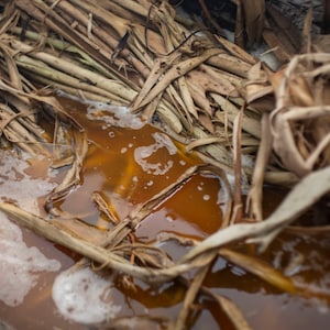 Puede incluir: Primer plano de un l&iacute;quido marr&oacute;n con espuma blanca en un recipiente. El l&iacute;quido est&aacute; rodeado de material vegetal seco, marr&oacute;n y tejido.
