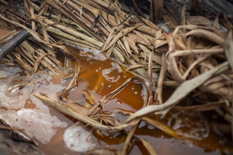 Puede incluir: Primer plano de un l&iacute;quido marr&oacute;n con espuma blanca en un recipiente. El l&iacute;quido est&aacute; rodeado de material vegetal seco, marr&oacute;n y tejido.