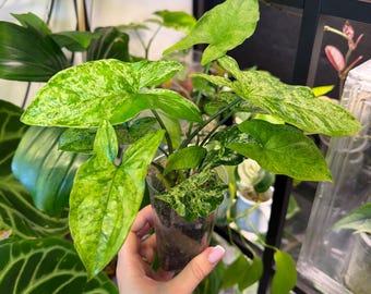 Planta Syngonium Mojito / Planta de interior aroide rara, variegada y moteada