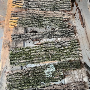 Ash Bark
