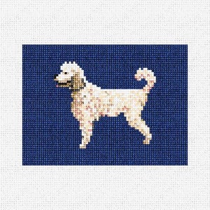 May include: A white dog with curly fur stands on a dark blue background. The dog is facing to the left and has its tail curled up.