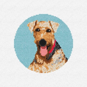 May include: A brown and white Airedale Terrier dog with a red collar, looking directly at the camera, against a light blue background.