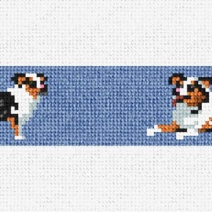 Puede incluir: Dos perros pastores australianos sobre un fondo azul. Un perro está de pie y mirando a la cámara, el otro está acostado con la cabeza girada hacia un lado.