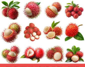 Rambutan-Aquarell-Cliparts, Illustration tropischer Früchte, exotische Frucht-Aquarellkunst, Rambutan-Grafik, digitaler Download