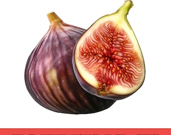 Aquarell Feige Obst Clipart, botanische Kunst Illustration (digitaler Download)