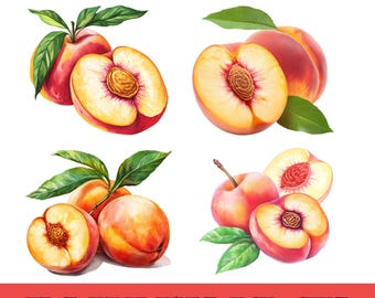 Illustration de pêche à l'aquarelle PNG, peinte à la main, illustration botanique de pêche, clipart de pêche à l'aquarelle