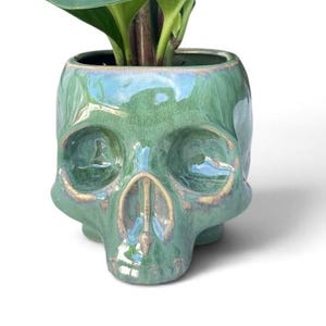 May include: A green ceramic skull-shaped planter containing a live plant with glossy, rounded, bright green leaves. The planter features a smooth, glazed finish with subtle variations in color and defined eye sockets and nasal cavity details.