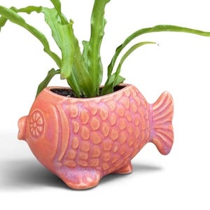 May include: A coral-colored ceramic fish-shaped planter with a textured scale pattern and a circular eye detail. The planter holds a green leafy plant with long, slender, wavy-edged fronds extending upwards from the open top.