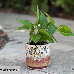 Puede incluir: Una peque&ntilde;a planta en maceta con hojas verdes vibrantes y un patr&oacute;n abigarrado. La maceta de cer&aacute;mica mide 10 cm, con un dise&ntilde;o &uacute;nico con esmalte marr&oacute;n, blanco y beige. El texto "4" size with pothos" es visible en la parte inferior.