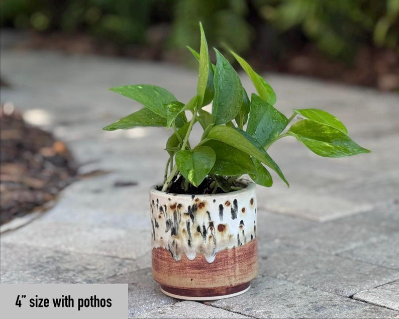 Puede incluir: Una peque&ntilde;a planta en maceta con hojas verdes vibrantes y un patr&oacute;n abigarrado. La maceta de cer&aacute;mica mide 10 cm, con un dise&ntilde;o &uacute;nico con esmalte marr&oacute;n, blanco y beige. El texto "4" size with pothos" es visible en la parte inferior.