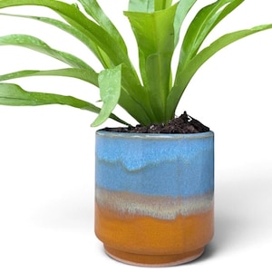 May include: A vibrant green bird's nest fern plant potted in a cylindrical ceramic planter. The planter features a two-tone reactive glaze with a smooth sky blue upper section that transitions into a warm, earthy orange base with a stepped rim.