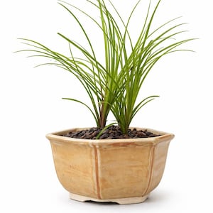 Bonsai Pot – Small Hexagon Ceramic Planter with Drainage Hole, Footed