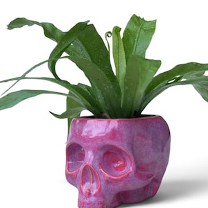 May include: A glossy, vibrant pink and purple skull-shaped ceramic planter containing a green fern plant with long, wavy leaves. The skull features deep, hollow eye sockets and a nasal cavity, with a smooth, reflective finish throughout the surface.