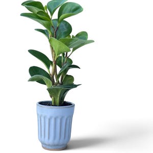 Ribbed Ceramic Planter – 4 Inch Handmade Stoneware Plant Pot, Modern Blue Indoor Planter, Small Planter with Drainage