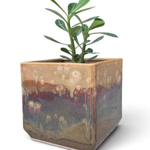 May include: A square ceramic planter with a reactive glaze featuring blended tones of tan, deep red, and dark green. The pot has a smooth, glossy finish with subtle circular patterns and contains a small green plant with slender, pointed leaves.
