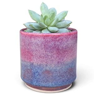 May include: A cylindrical ceramic planter with a glossy ombre glaze transitioning from magenta at the top to deep blue at the base, containing a light green succulent plant with thick, pointed leaves arranged in a rosette pattern.
