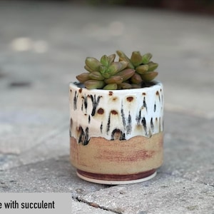 Puede incluir: Una peque&ntilde;a maceta de cer&aacute;mica con una planta suculenta. La maceta mide 7,6 cm y tiene una parte superior blanca con gotas marrones y negras, una parte media beige y una base roja. La suculenta tiene hojas verdes y marrones.