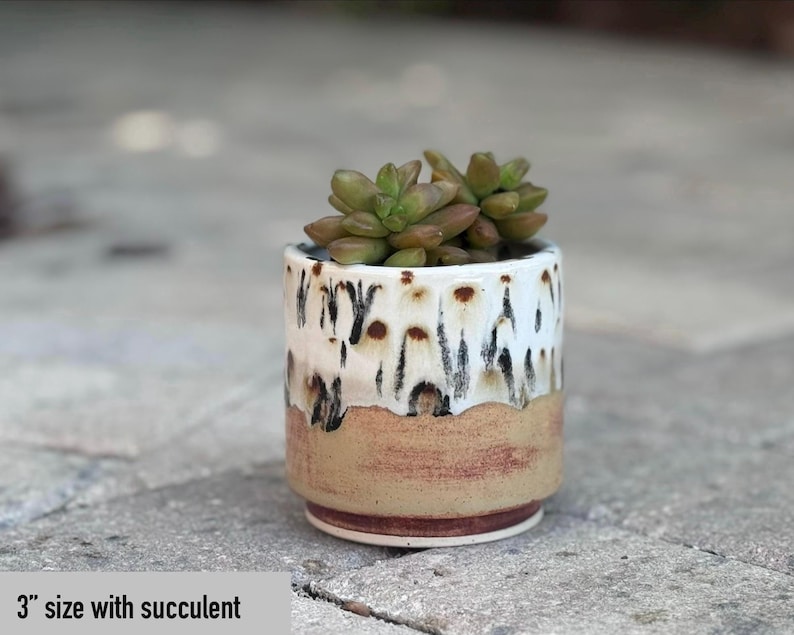 Puede incluir: Una peque&ntilde;a maceta de cer&aacute;mica con una planta suculenta. La maceta mide 7,6 cm y tiene una parte superior blanca con gotas marrones y negras, una parte media beige y una base roja. La suculenta tiene hojas verdes y marrones.
