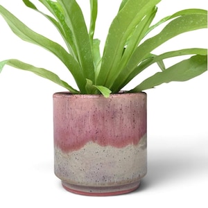 May include: A cylindrical ceramic planter featuring a two-tone glaze with a speckled pink upper section and a speckled light gray lower section. The pot has a stepped base design and contains a vibrant green plant with long, pointed leaves.