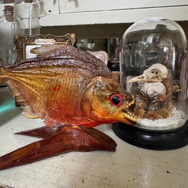 Seriously The Only Piranha I Want To Come In Contact With Vintage Taxidermy