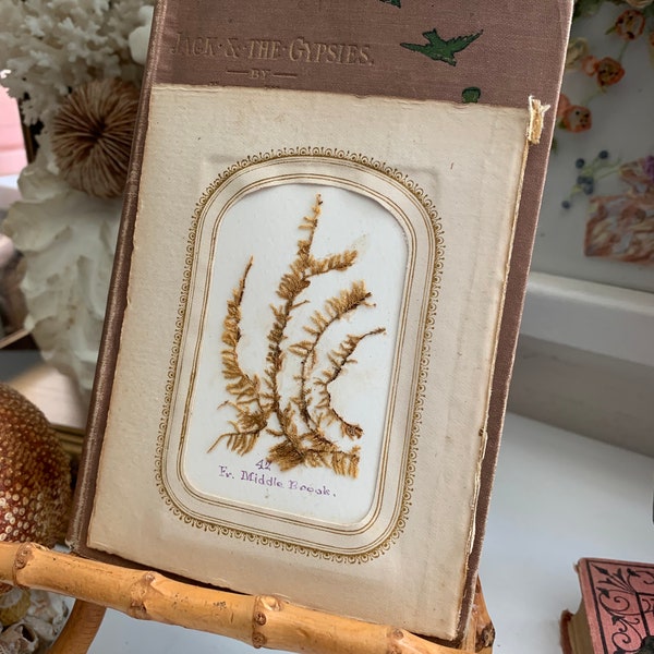 Taken From An Antique Photo Album Miniature Plant Botanical Specimen