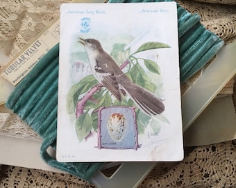 The Singer Sewing Machine Company Thought You Should Collect Song Birds Antique Trade Card