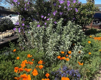 Witte salie (salvia apiana), zaden
