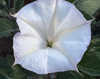 Moonflower Doornappel wrightii "Heilige Doornappel" Seeds