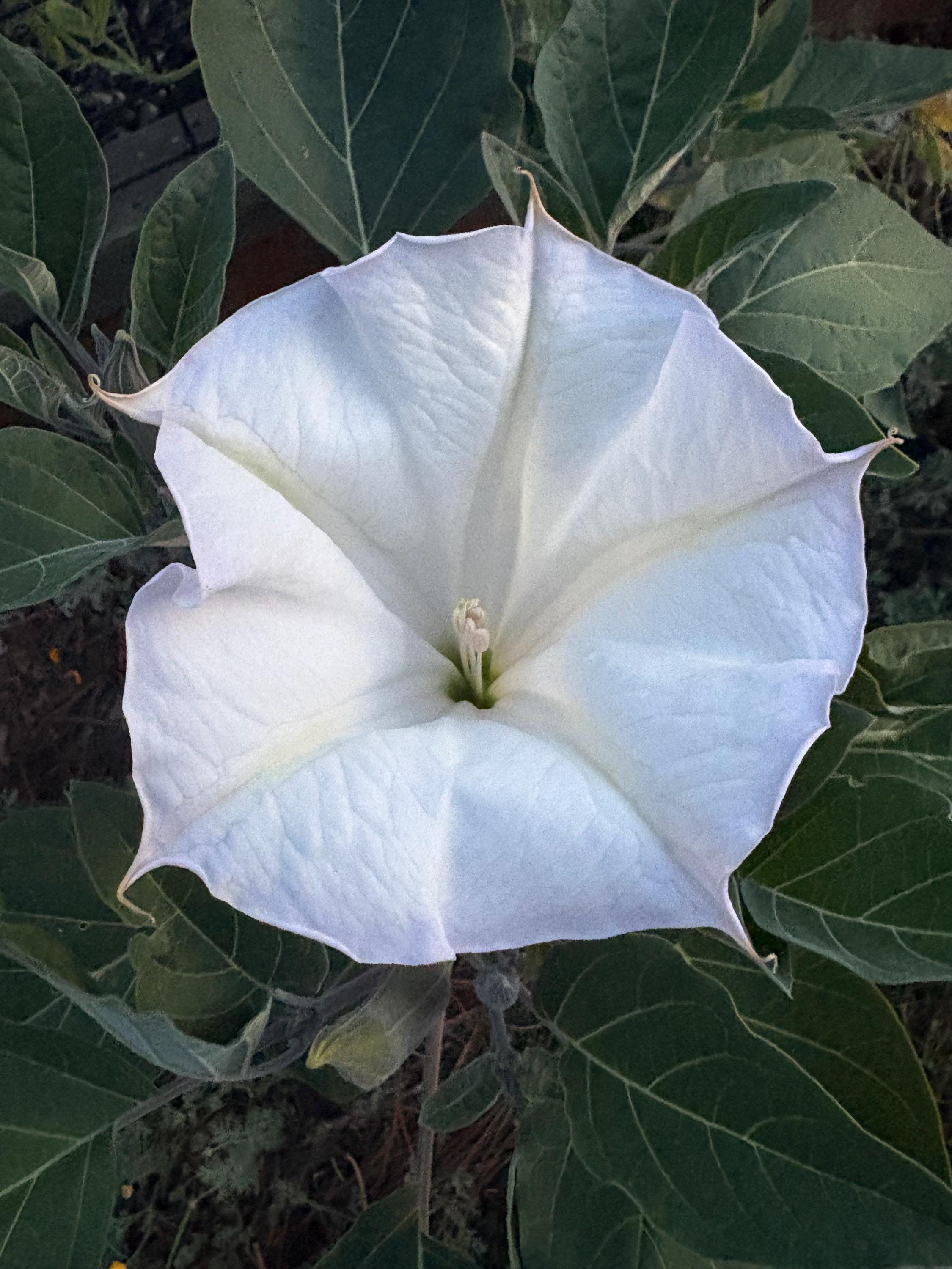 ダチュラ2点 Datura plant - Etsy 日本
