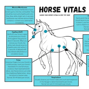 Barn Horse Vitals Chart / Equine Health/ Important Horse Knowledge/ Printable for Barn / Record Your Horse&#39;s Vitals / Care for your Horse