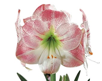 Apple Blossom Amaryllis - Pink and White Amaryllis Bulb