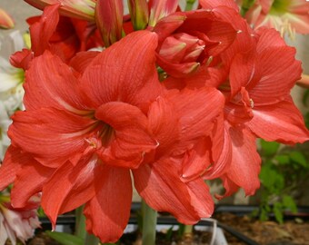 belladonna bulb Amaryllis lady pink naked Dubach recommends Drunk hotel sex