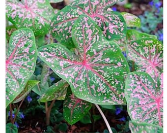 Pink Beauty Caladium Bulb - One Large