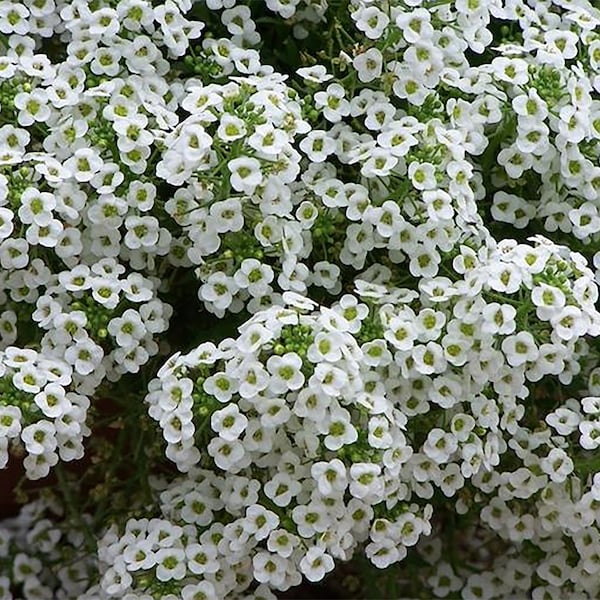 8000 Sweet Alyssum Seeds - Carpet of Snow Seeds